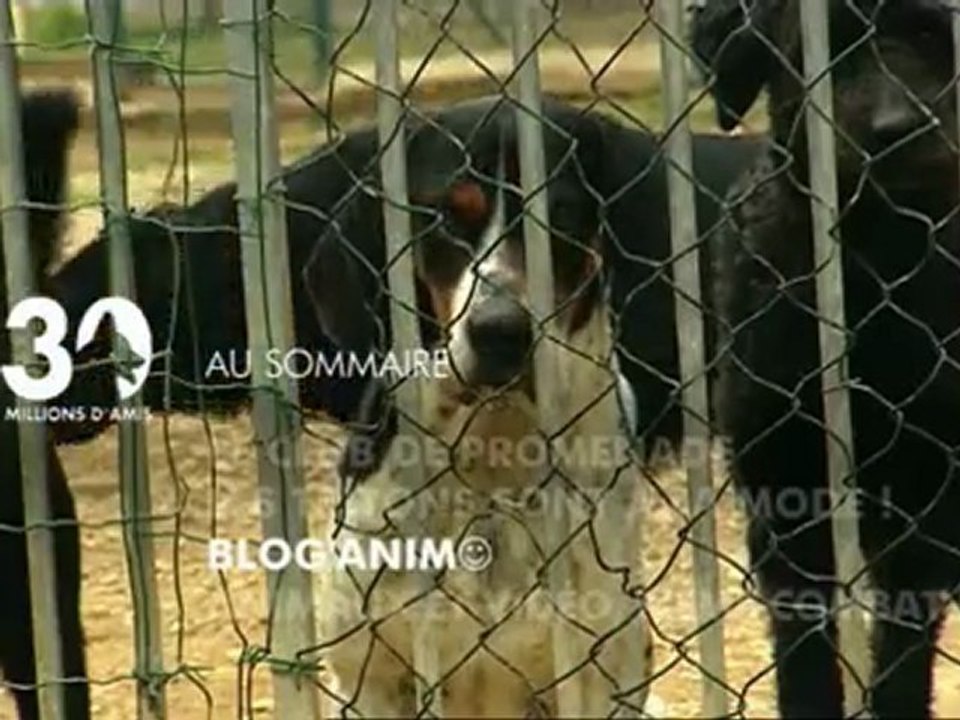 Sommaire emission 30 Millions d'Amis 11 06 11