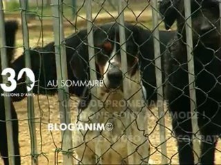 Sommaire emission 30 Millions d'Amis 11 06 11