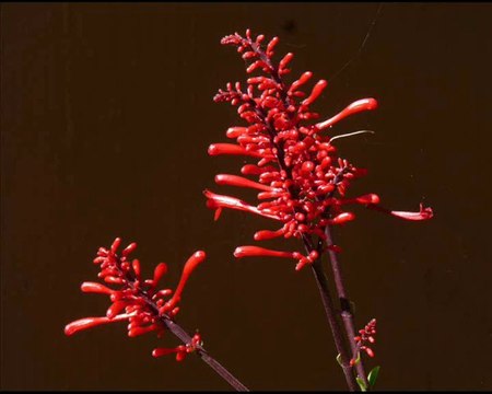 Botswana - Parc de Chobe