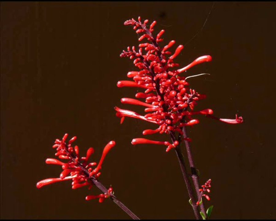 Botswana - Parc de Chobe