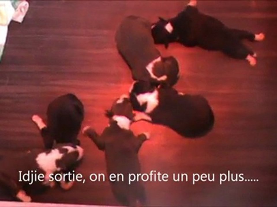 Alba eyes border collie