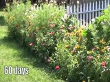 Lawn repair tool easily plants flower seeds too