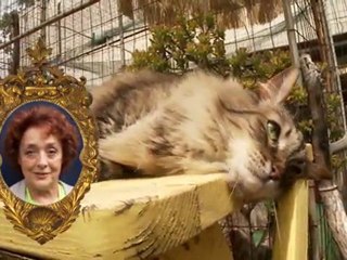 Commercial Kings: Holiday Hotel for Cats