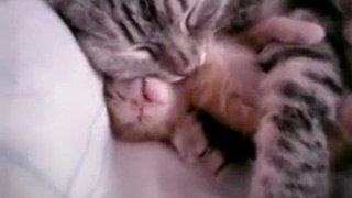Anne Kedi Yavruyu Kucaklıyor