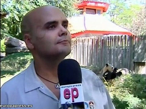 El Zoo Aquarium de Madrid ya tiene dos nuevos osos panda.