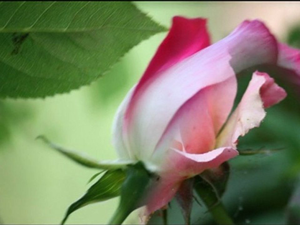 Mignonne, allons voir si la rose