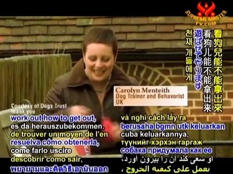 Dog Training Made Easy with Carolyn Menteith – P1/3