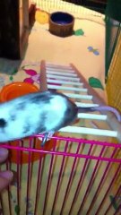 Orion Dans Son Air De Jeu