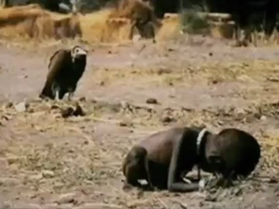 Frei.wild // das land der vollidioten (uncut version) (2006)