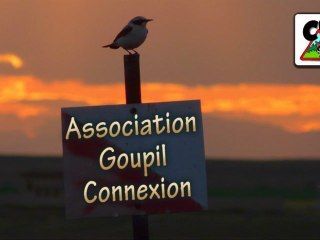 Association Goupil-Connexion et le club CPN des Blaireaux