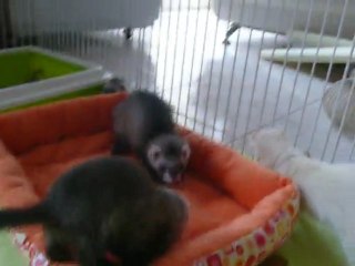 les ptites légendes J+52