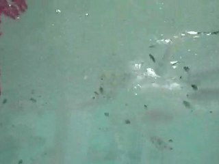 lisa nourrit les poissons dans le lagon vert