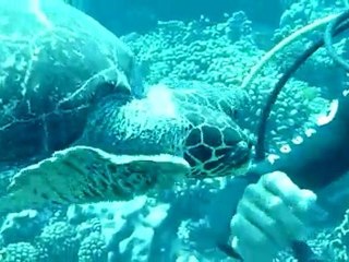 Tortue Fakarava