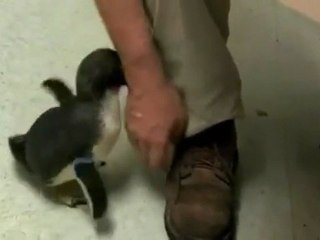 A Penguin Being Tickled