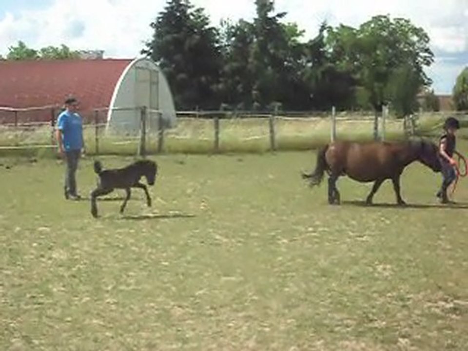 Pouliche BLUE NIGHT 2ème passage. Bien observé  au 1er !
