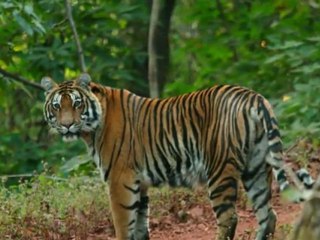 Vahşi Hayvanlar-2-Large