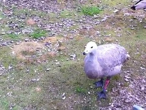 Céréopse cendré au parc des oiseaux de Villars les Dombes (01)