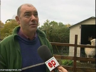 Se busca dueño para dos alpacas