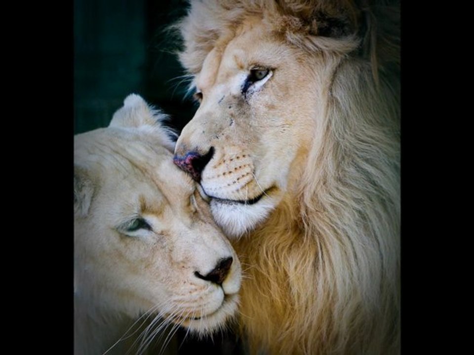 Dread Mar Feat Luciano  Only Love