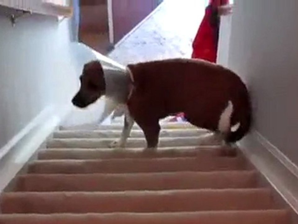 Hund mit einem Halsband Vs Stairs