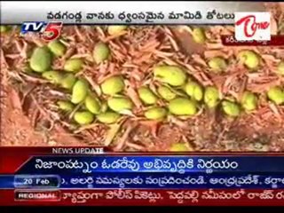 Snow stones rain,Mango farms collaps