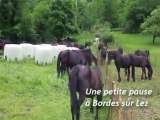 Transhumance chevaux de Mérens 2011.Moulis .. Tournac. Ariège Pyrénées. 2/3.