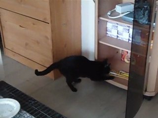 le chat voleur