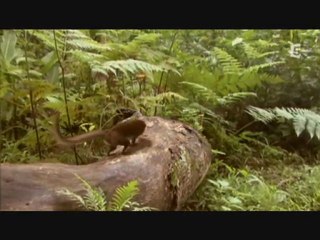 Ep04/06 La Naissance des Mammiferes-Part 3sur3