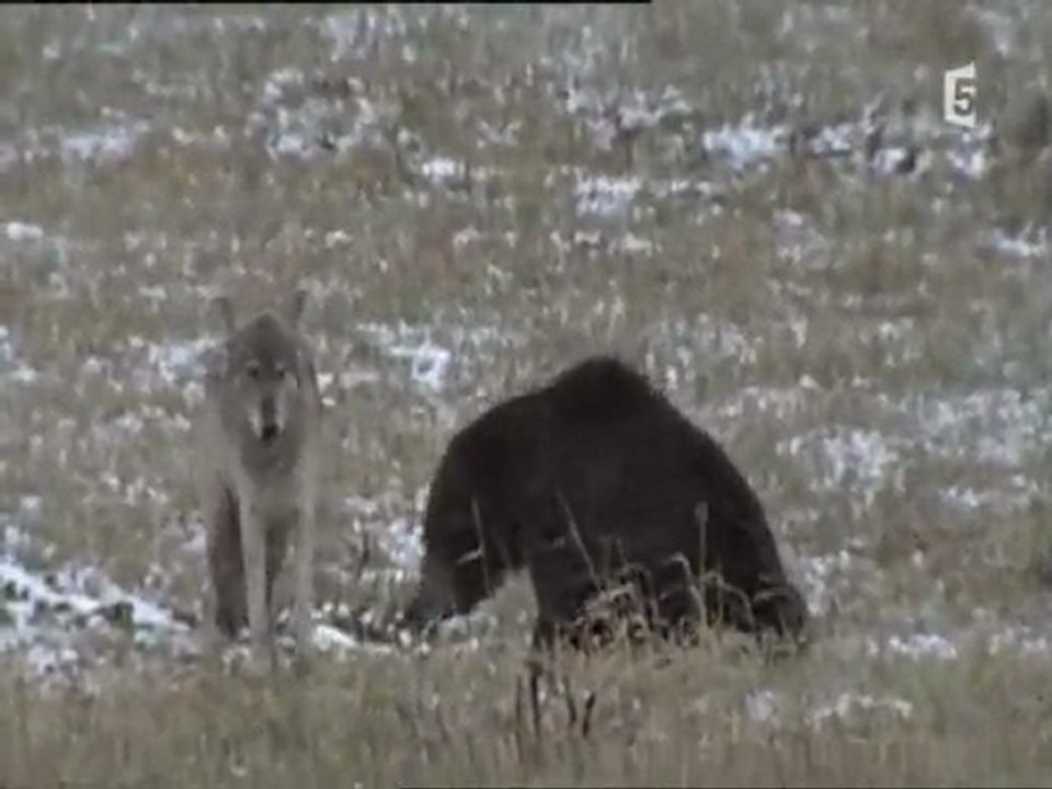 grizzlys contre loups (2)