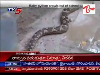 Baby python crawls out of school bag