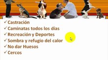 Video Curso de Educacion Canina Modulo 6
