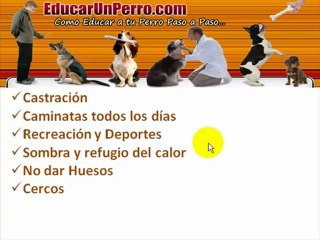 Video Curso de Educacion Canina Modulo 6