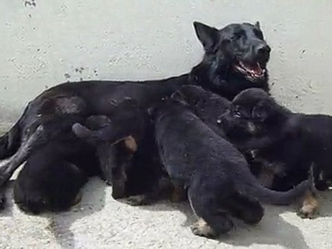 Chiots berger allemand de l'élevage d'araval