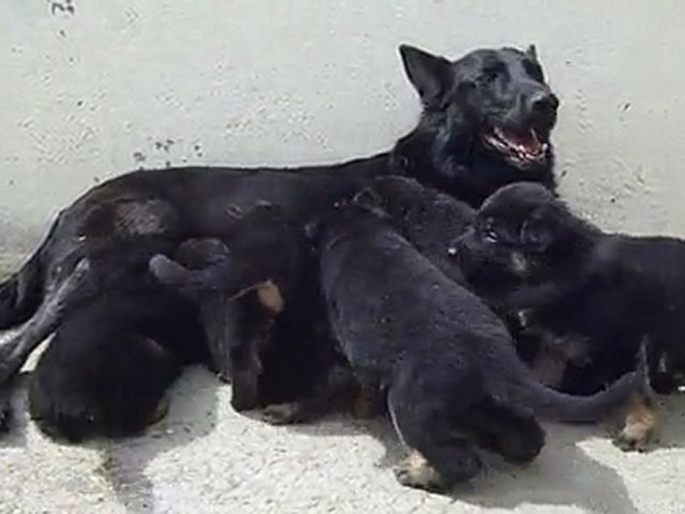 Chiots berger allemand de l'élevage d'araval