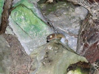 Animaux aquatiques & sauvages LAOS