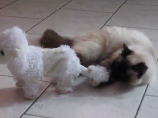 Enya Elliot 5 - 2011 013