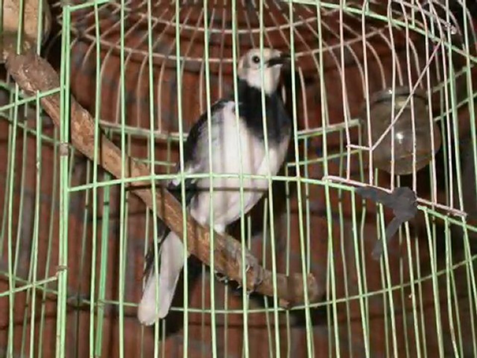 Animaux LAOS de ferme, oiseaux