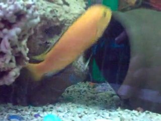 Sarı prenses kolonisi