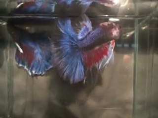 Show Betta OBA juin 2011 mpeg1.