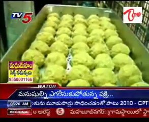 Four laddus given each person in Tirumala