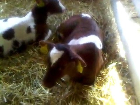 HAZER EMLAK TEL: 0546 851 6657 BURSA SATILIK ÇİFTLİK BURSADA SATILIK AHIR