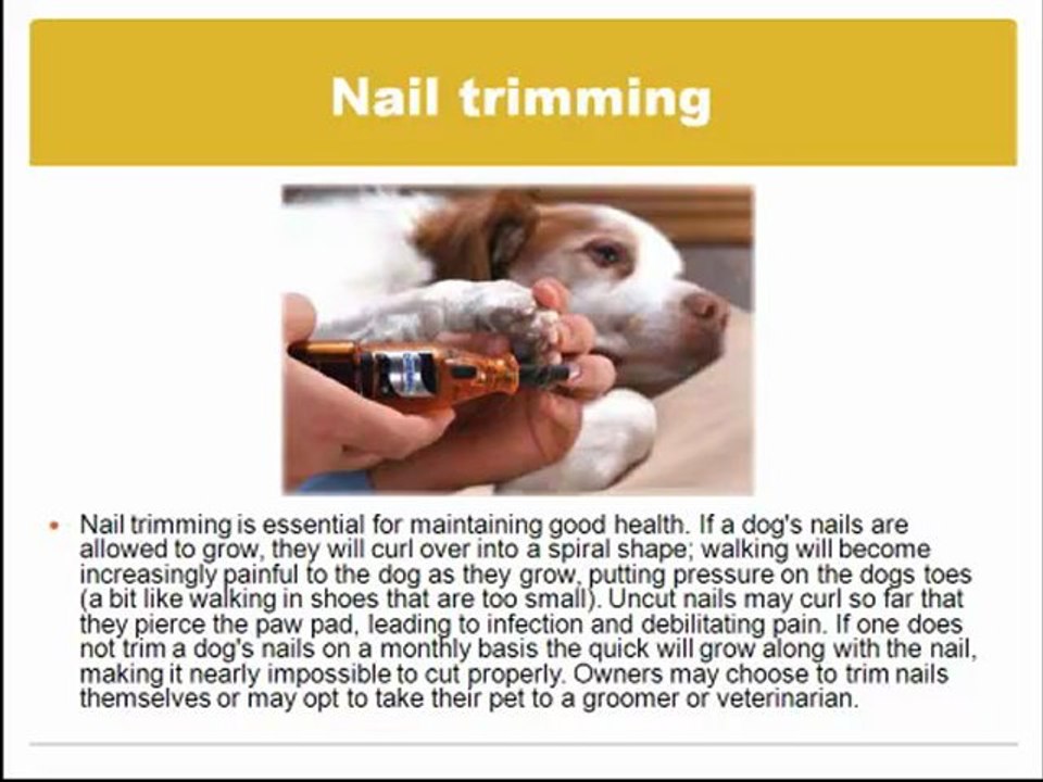 http://doggrooming.inbrightonlocal.com/