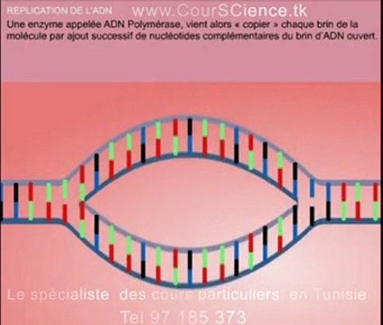 REPLICATION DE ADN