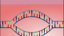REPLICATION DE ADN