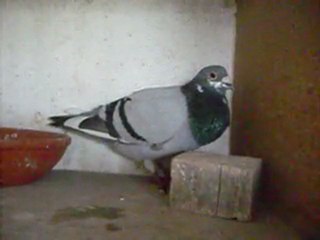 2º pombo Igualada Junho 2011