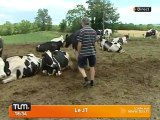 Sécheresse: des aides pour les éleveurs