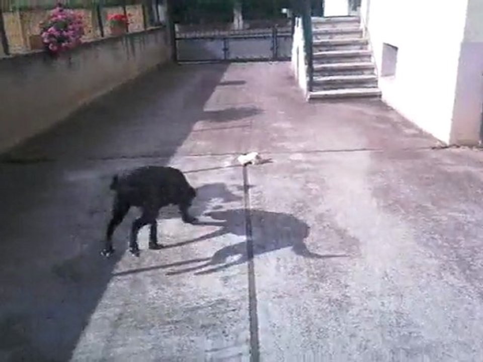 Stella ce matin