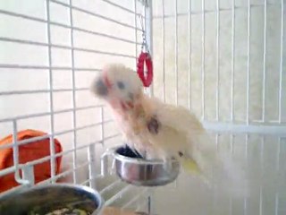 Goffin Kakadum Miço banyo 2