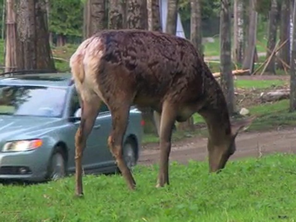 Volvo : un système pour éviter les collisions avec les grands animaux.