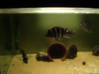 frontosa moba